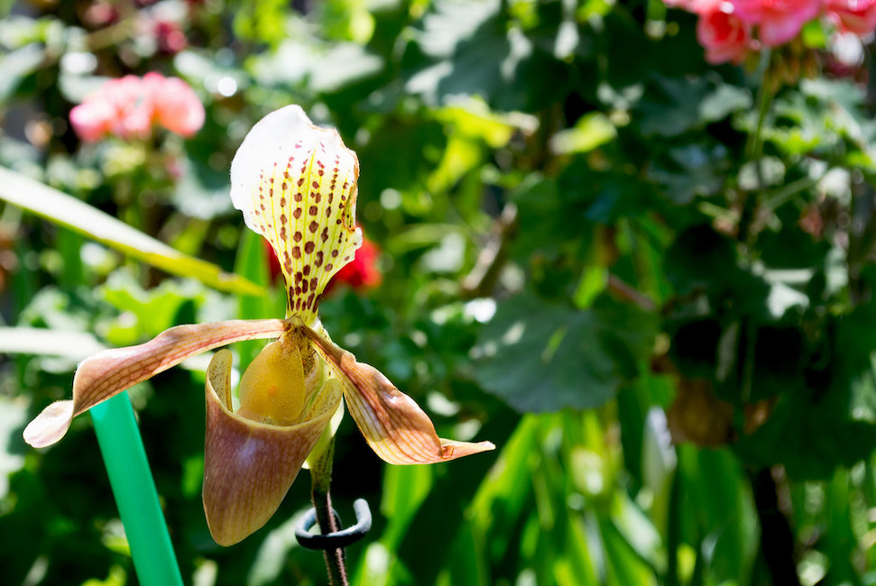 Top 100+ orquídea zapatilla de dama